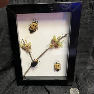 Beautiful Natural Bug Picture